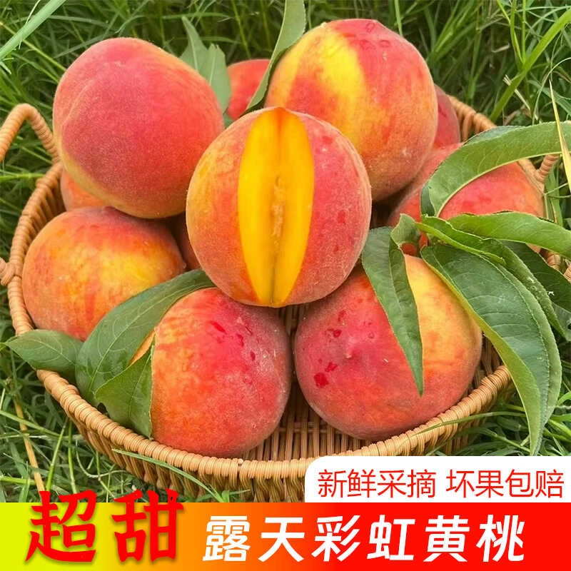 彩虹黄桃新鲜应季露天水果桃子水密黄金蜜软脆毛蟠桃5斤现摘现发3