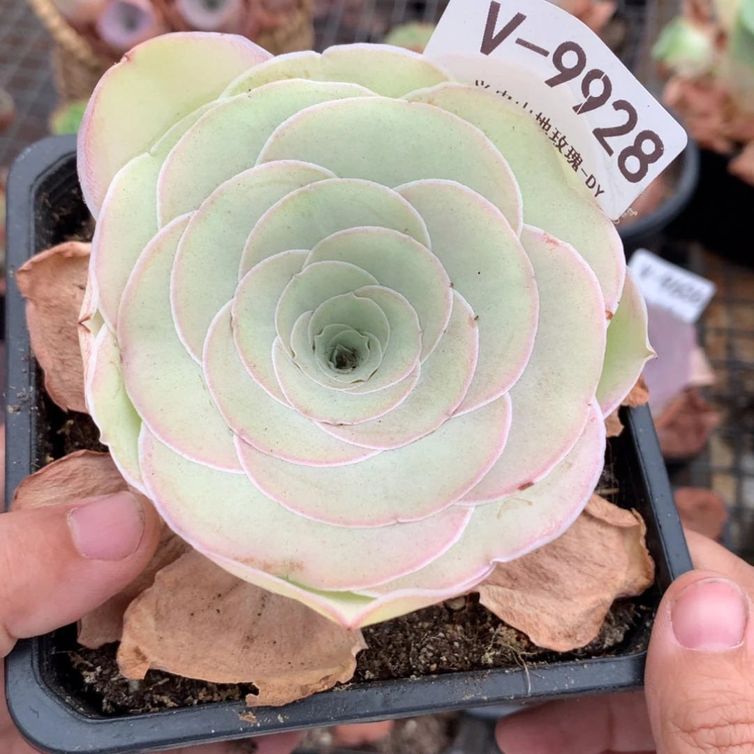 9927璃月v g g vvvv