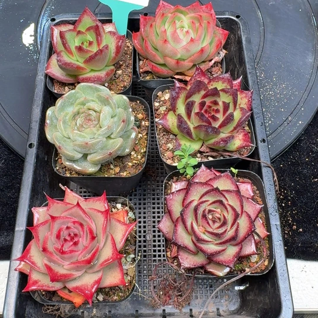 从前慢多肉精选编号1214.199