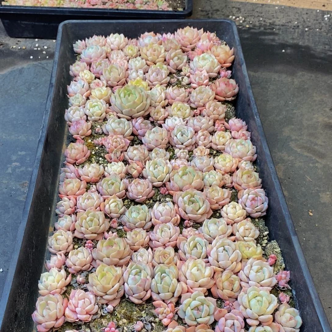 437的人生态度是一种态度，