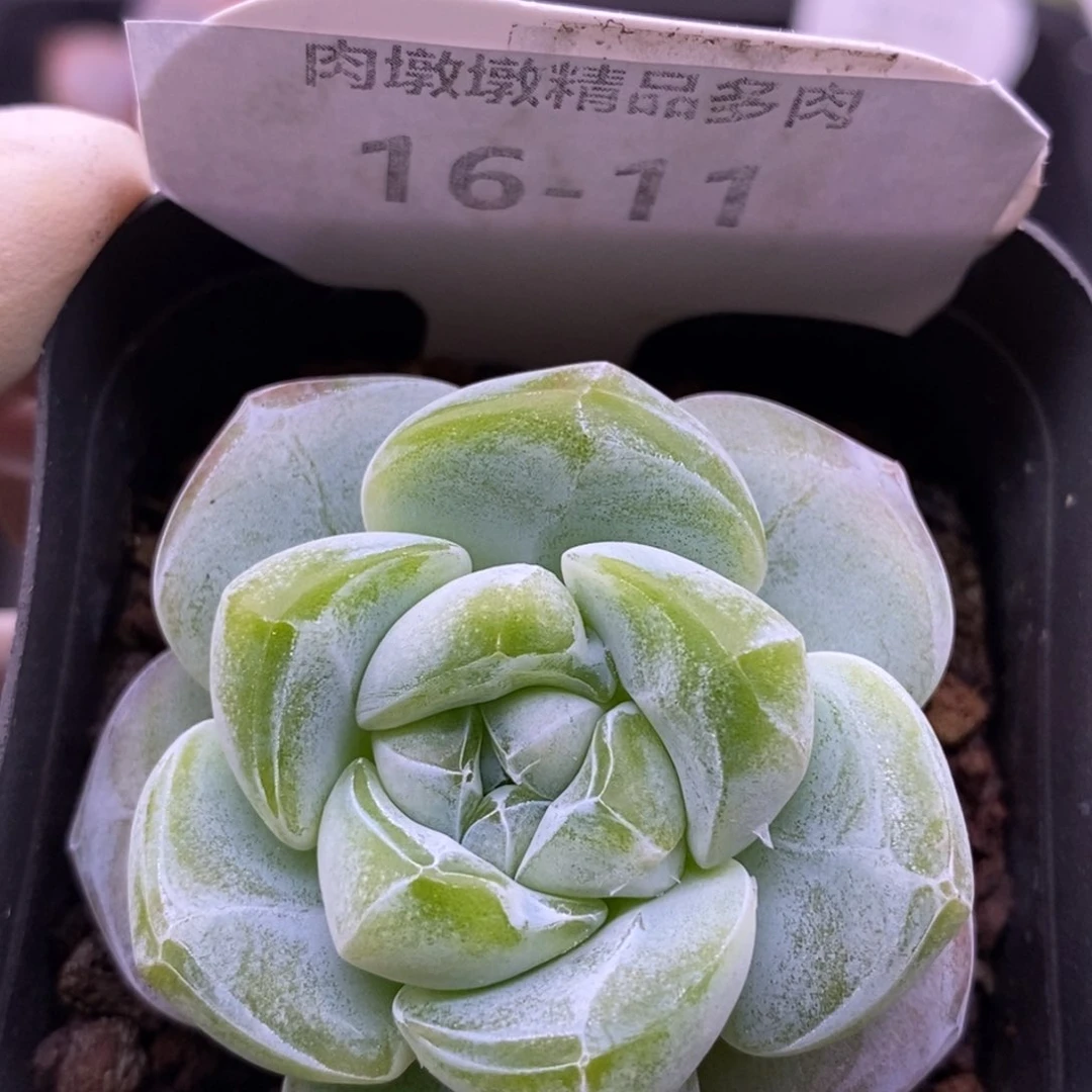 【闪购商品】16-11