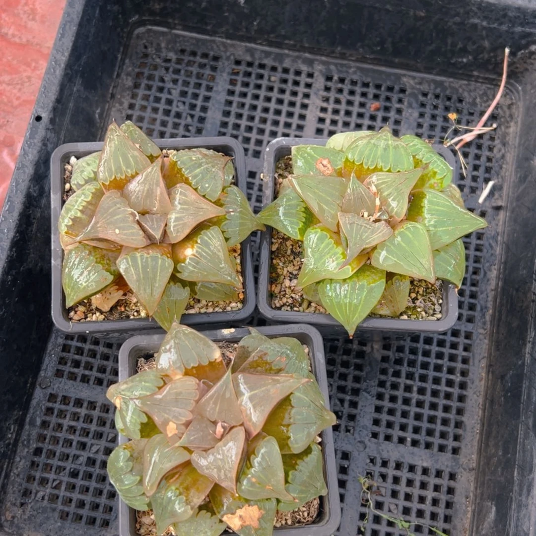 瑕疵媚凤母本玉露一颗