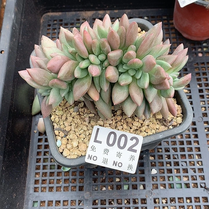 桃花源缀化 默认土里有侧切