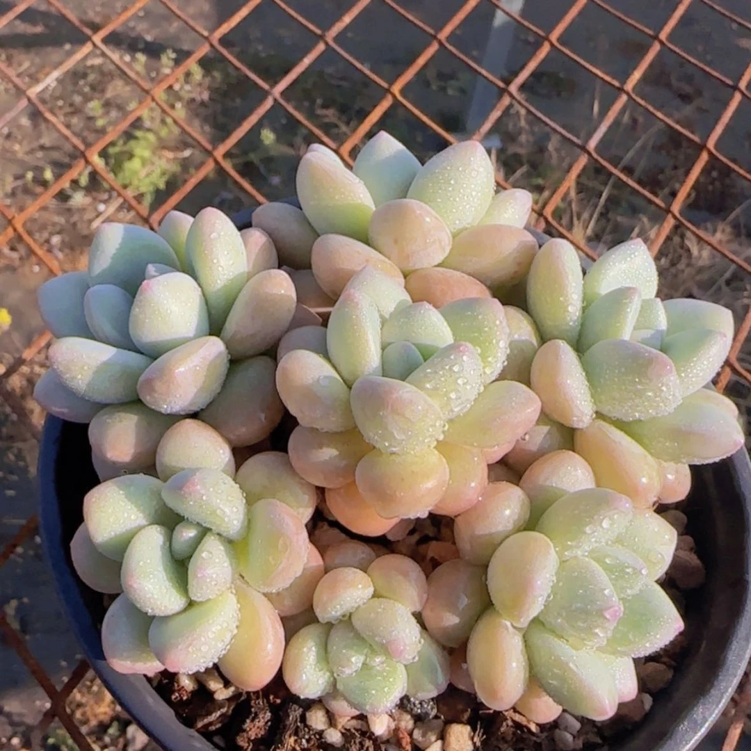 【闪购商品】控养泡泡糖