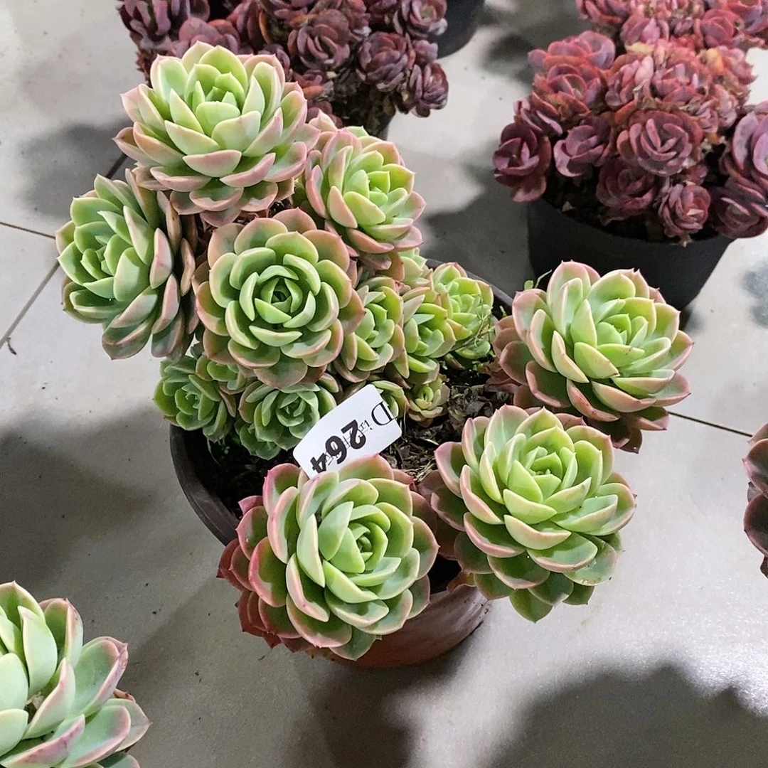 燕*264哈密瓜多肉植物