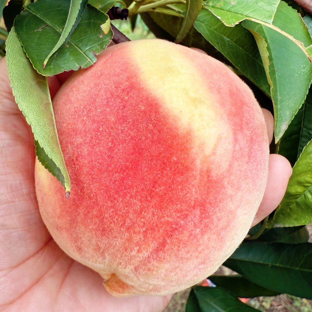 【顺丰包邮】新鲜现摘水蜜桃当季应季水果秋桃鲜甜多汁