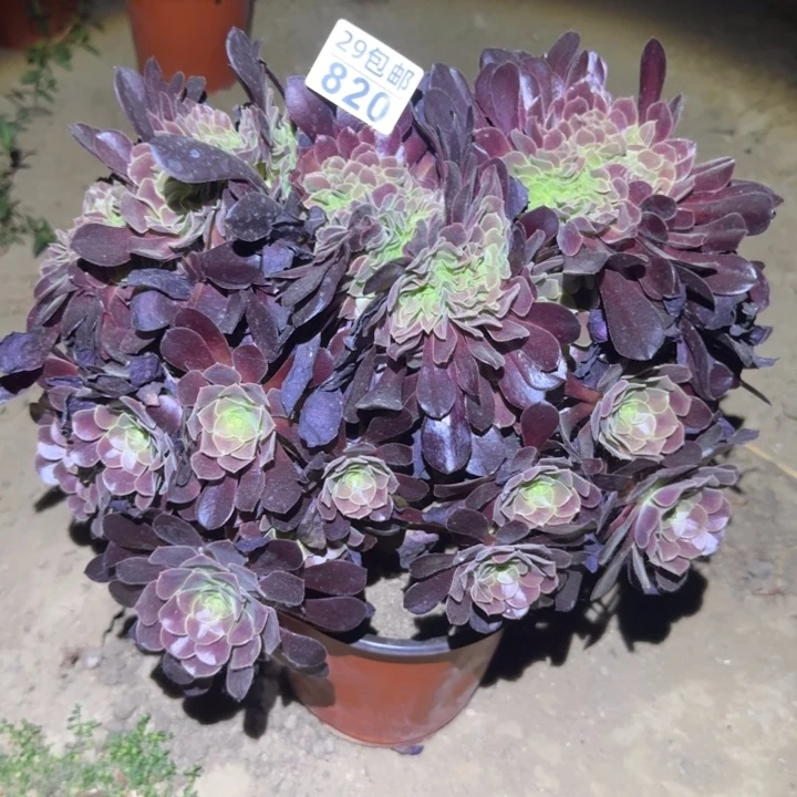 欧紫缀……多肉植物的