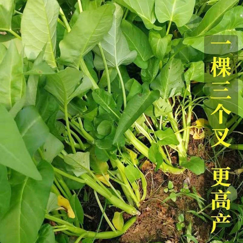 【全店满5包包邮】正宗高产三叉空心菜种籽柳叶空心蔬菜种盆栽菜园