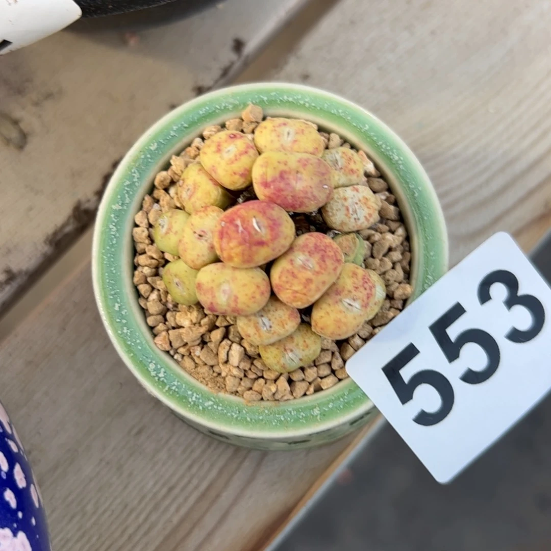 553 多肉植物组合盆栽