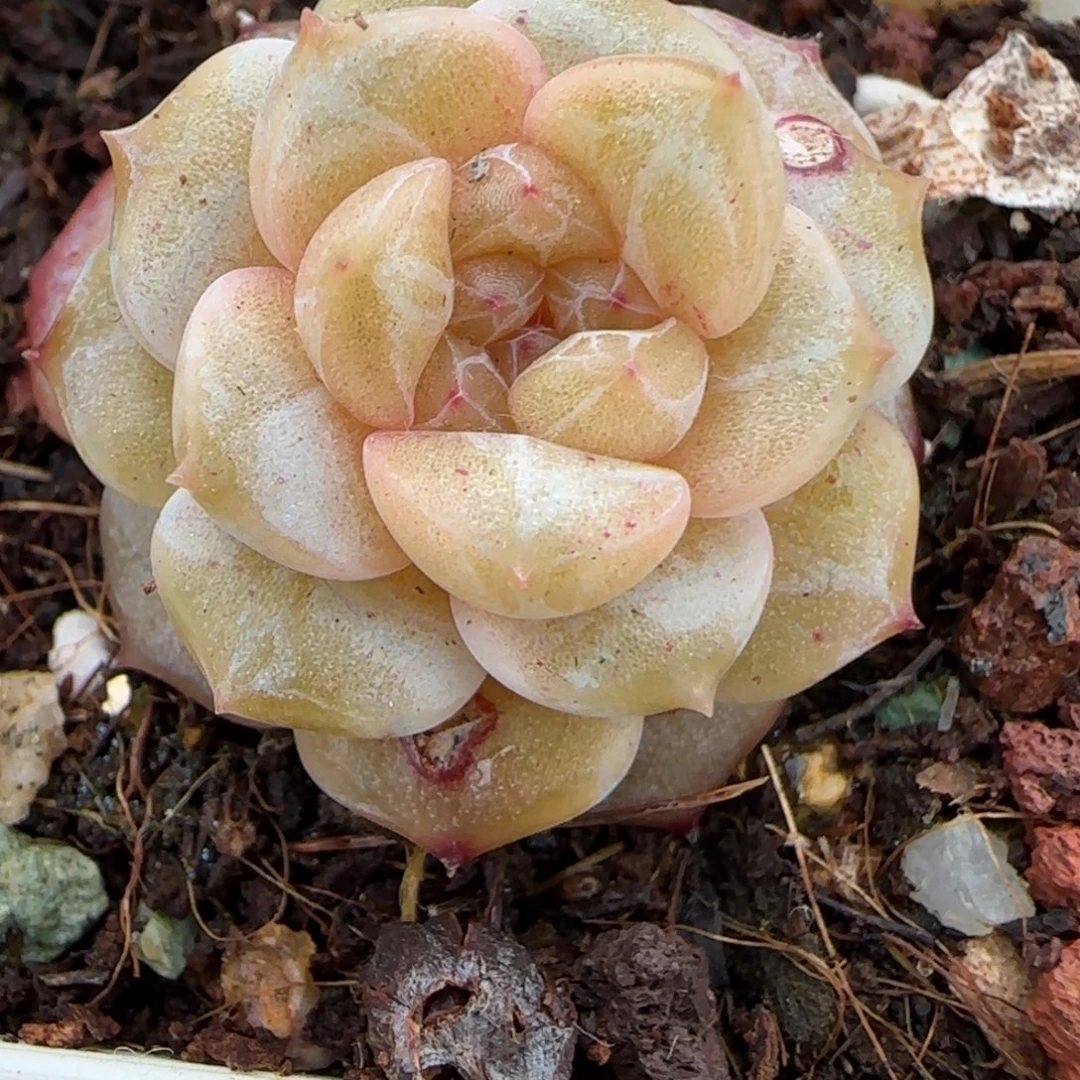 多肉小卡拉米糖心一物一拍