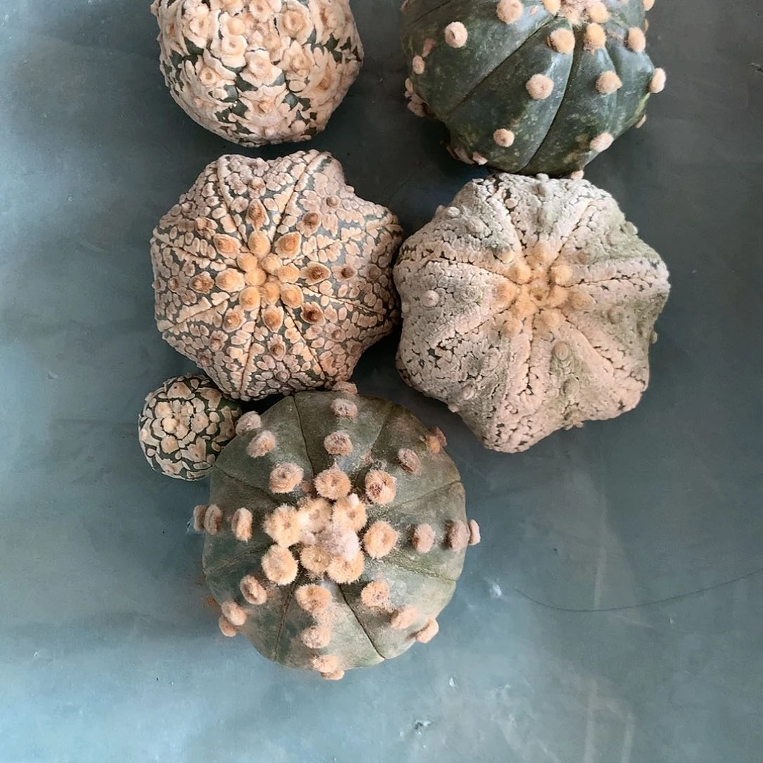 【闪购商品】最****狼五兜兜兜兜