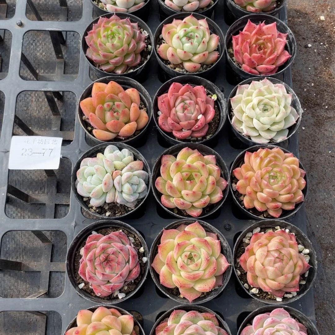 一物一拍18棵23-77