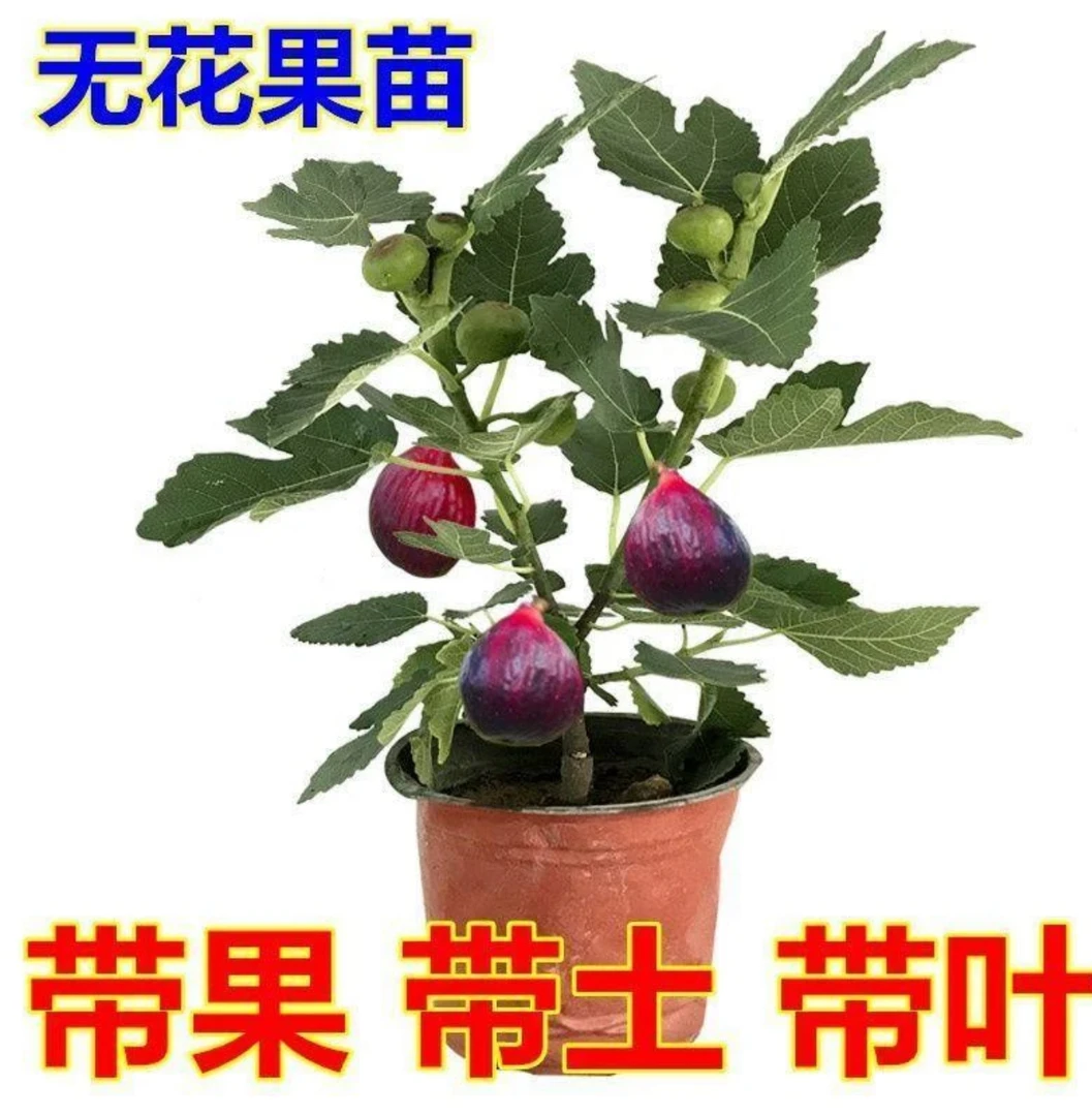 盲盒无花果一颗