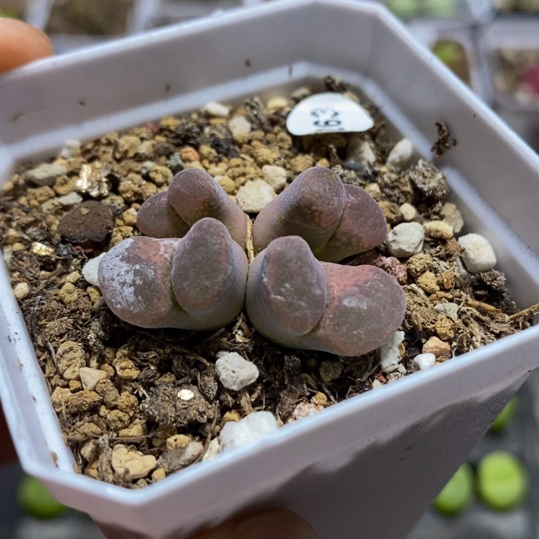 风铃群多肉植物263