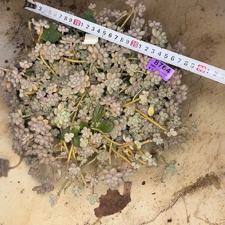 多肉植物一物一拍丸叶姬秋丽768