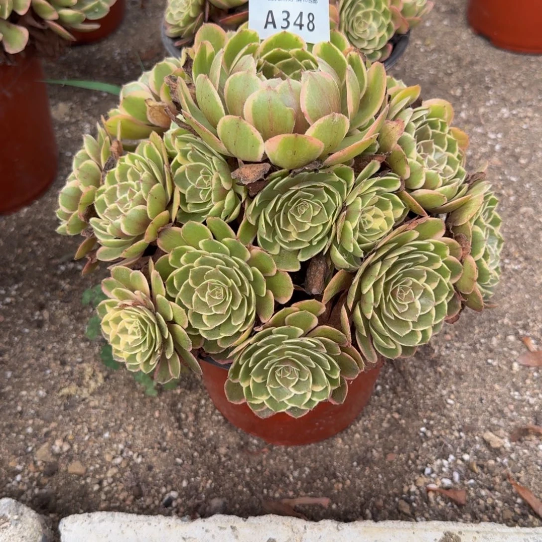 348粉花妖。多肉植物