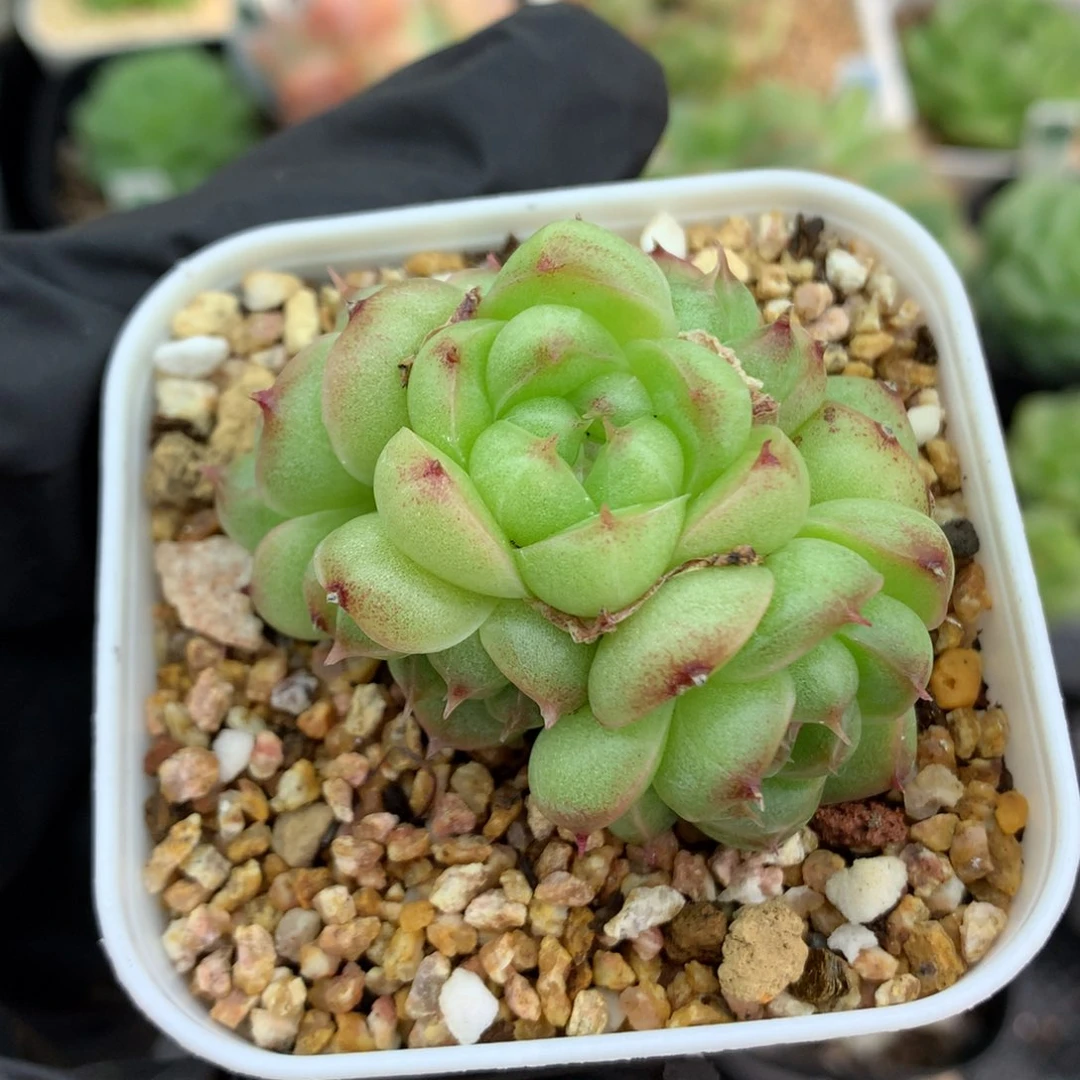 58包邮  群生不包整麦秆群51
