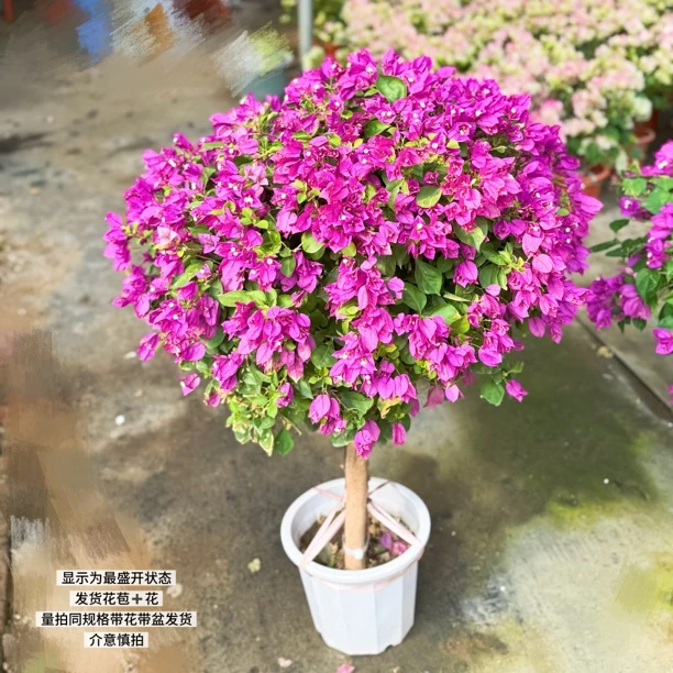 小叶紫粗杆棒棒糖·耐寒勤花四季开花三角梅