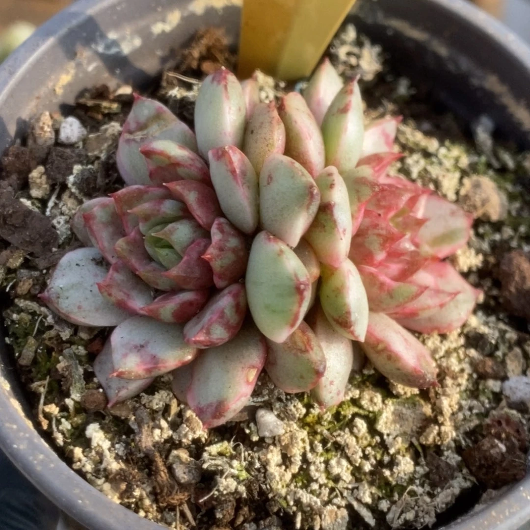 408血燕锦锦锦锦锦锦