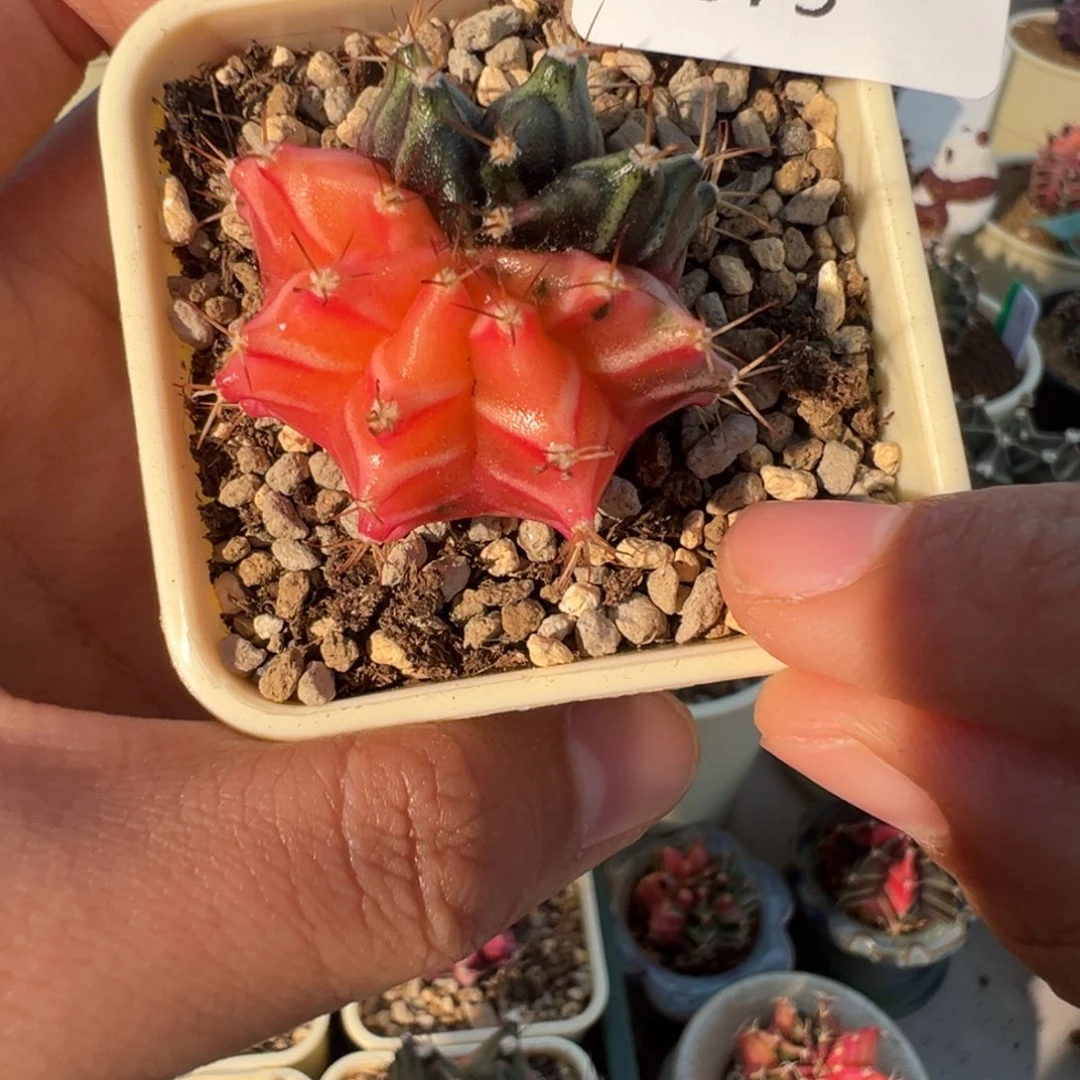 375 好看的米哈冲冲冲