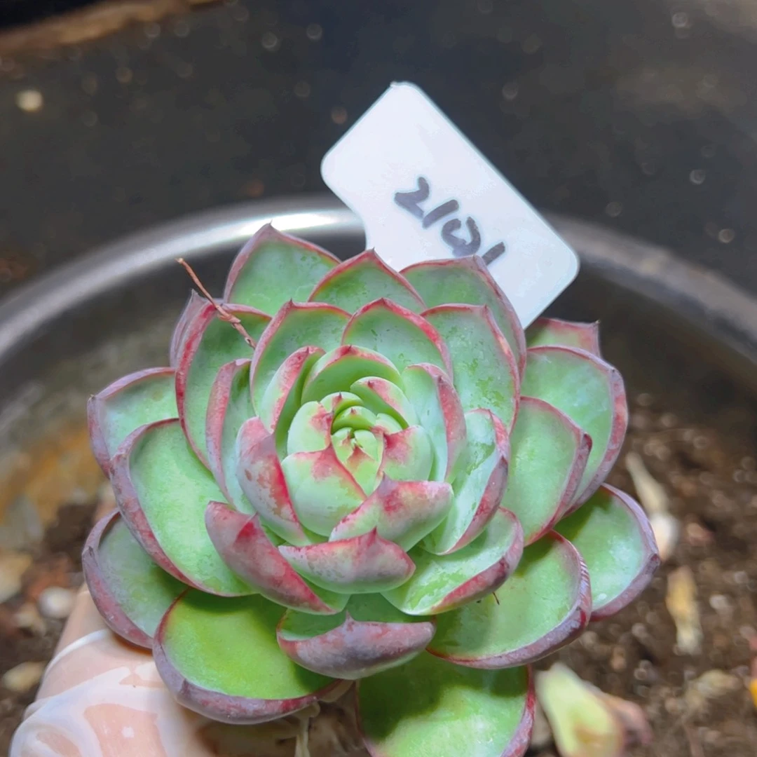 惊鸿仙子福利2101号