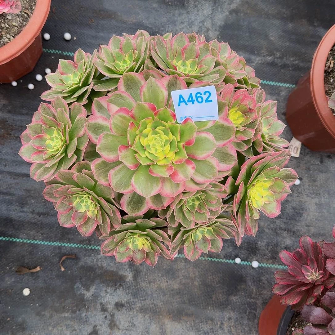 462海王33333冠服25.6左右