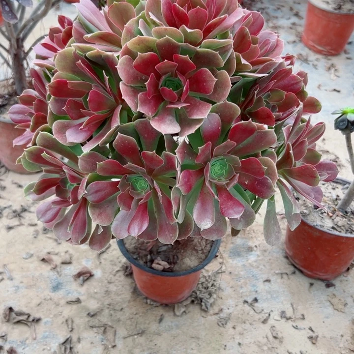 882玫瑰多肉植物