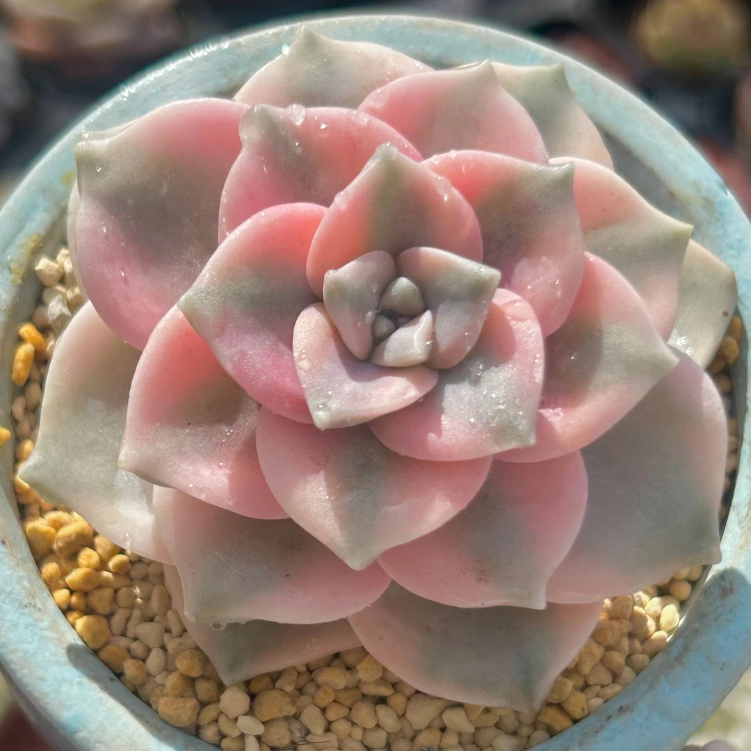 慢悠花房 紫乐锦 精品多肉办公室阳台绿植园艺盆栽花卉庭院多肉