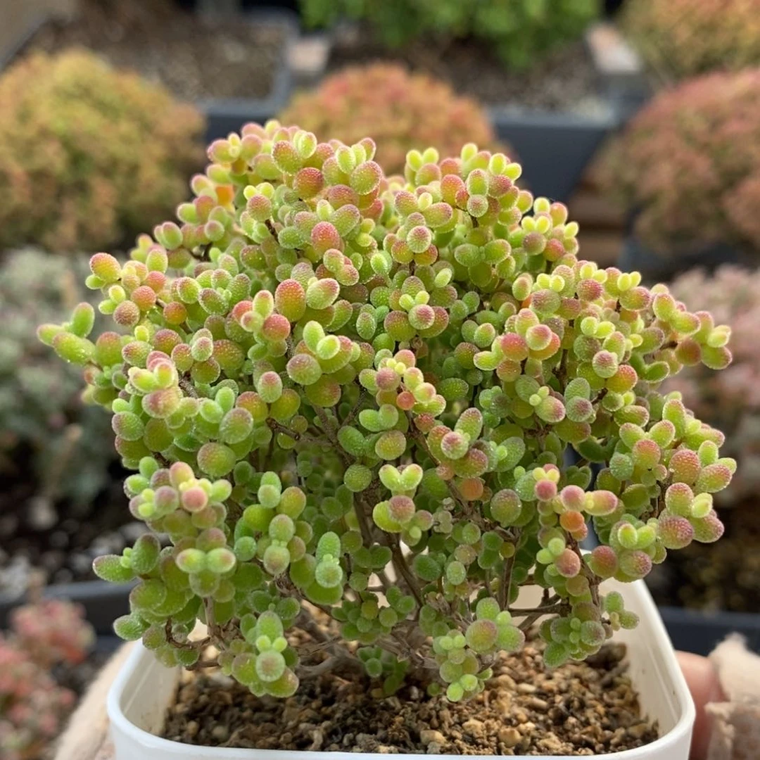 蜜橘糖球6631枝干番杏