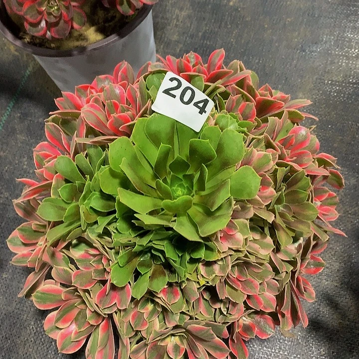 一***L多肉法师女妖204000