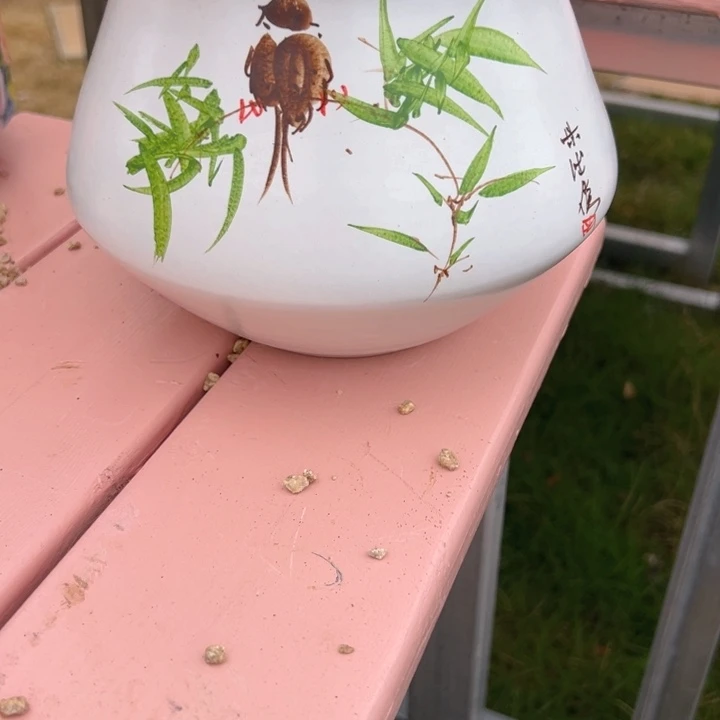 A****a白雪公主的盆