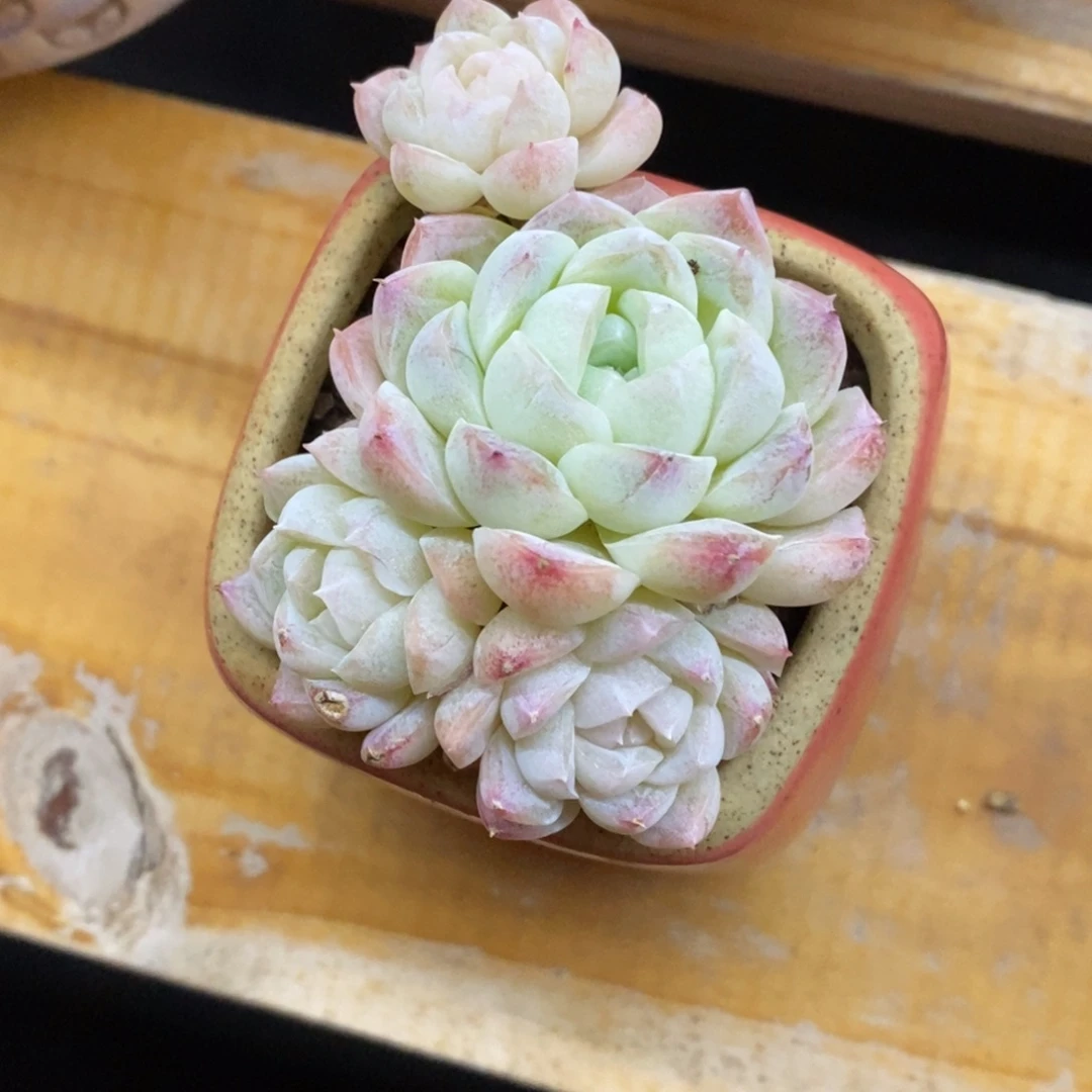 精品多肉一物一拍不包整390