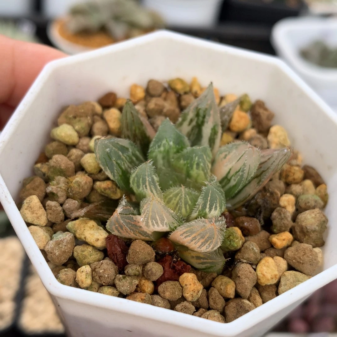 白泽毛玉露锦，带盆