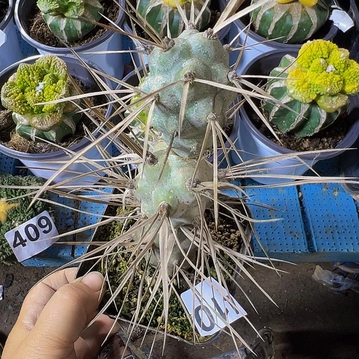 自根枪骑兵410仙人球