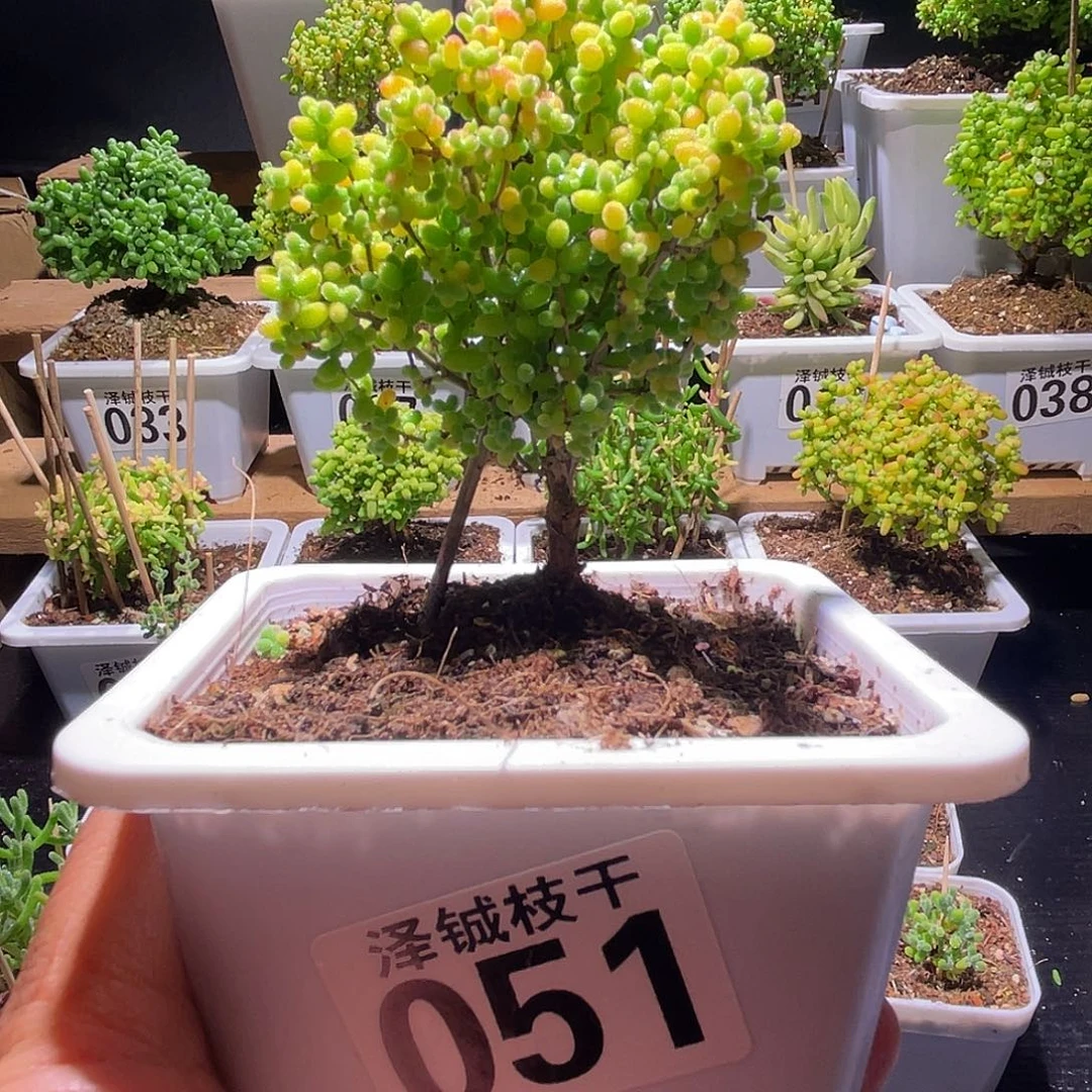 051枝干番杏蜜橘糖球