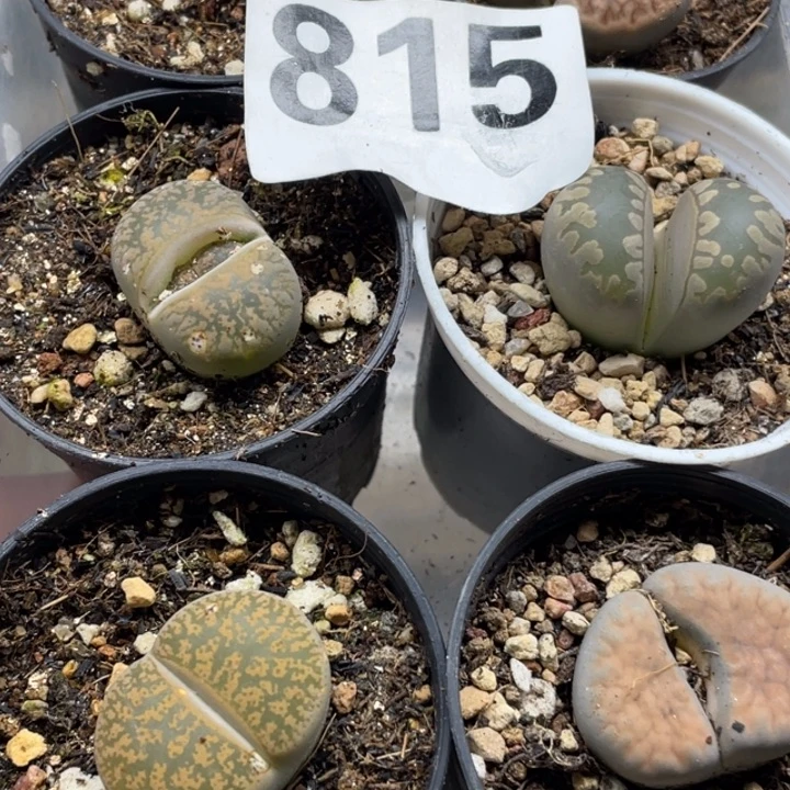 完全开放815母本6颗