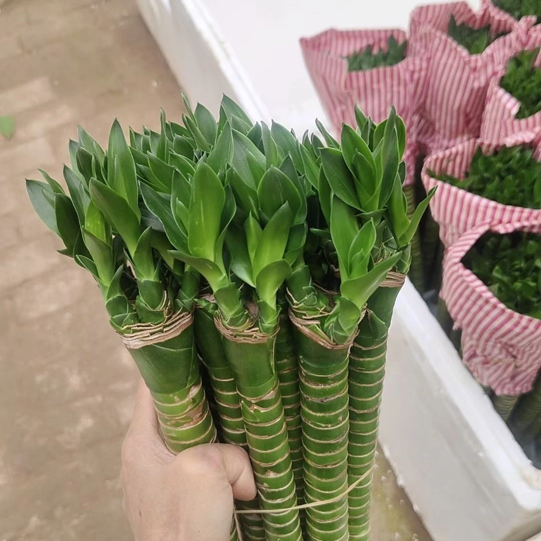 文昌竹龙竹带根水养富贵转运竹节节高水培室内客厅绿植绿植盆栽