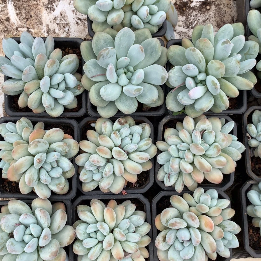 香水十棵，哈哈哈哈哈哈哈