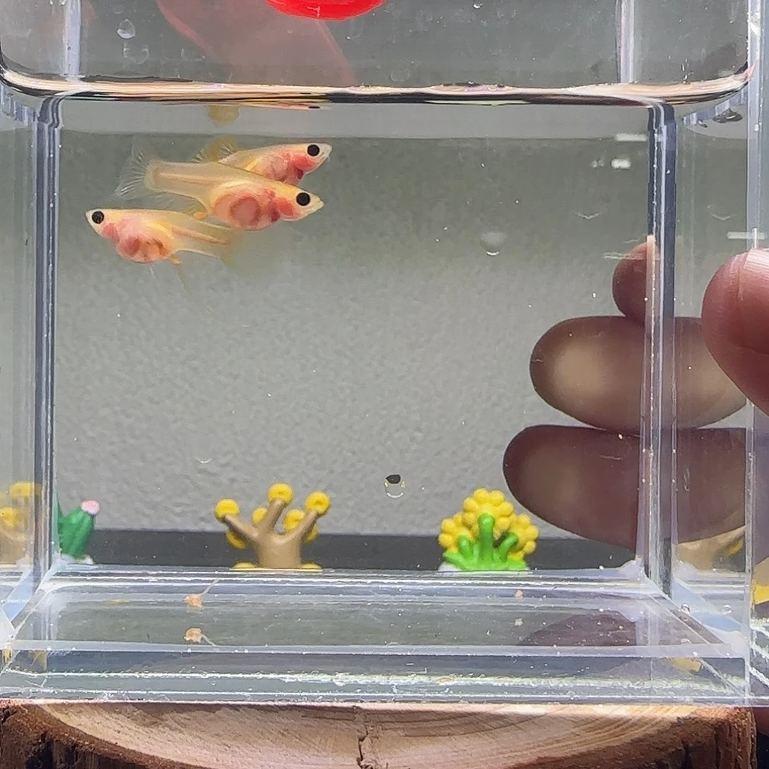 孔雀鱼幻彩粉猫大c一组14