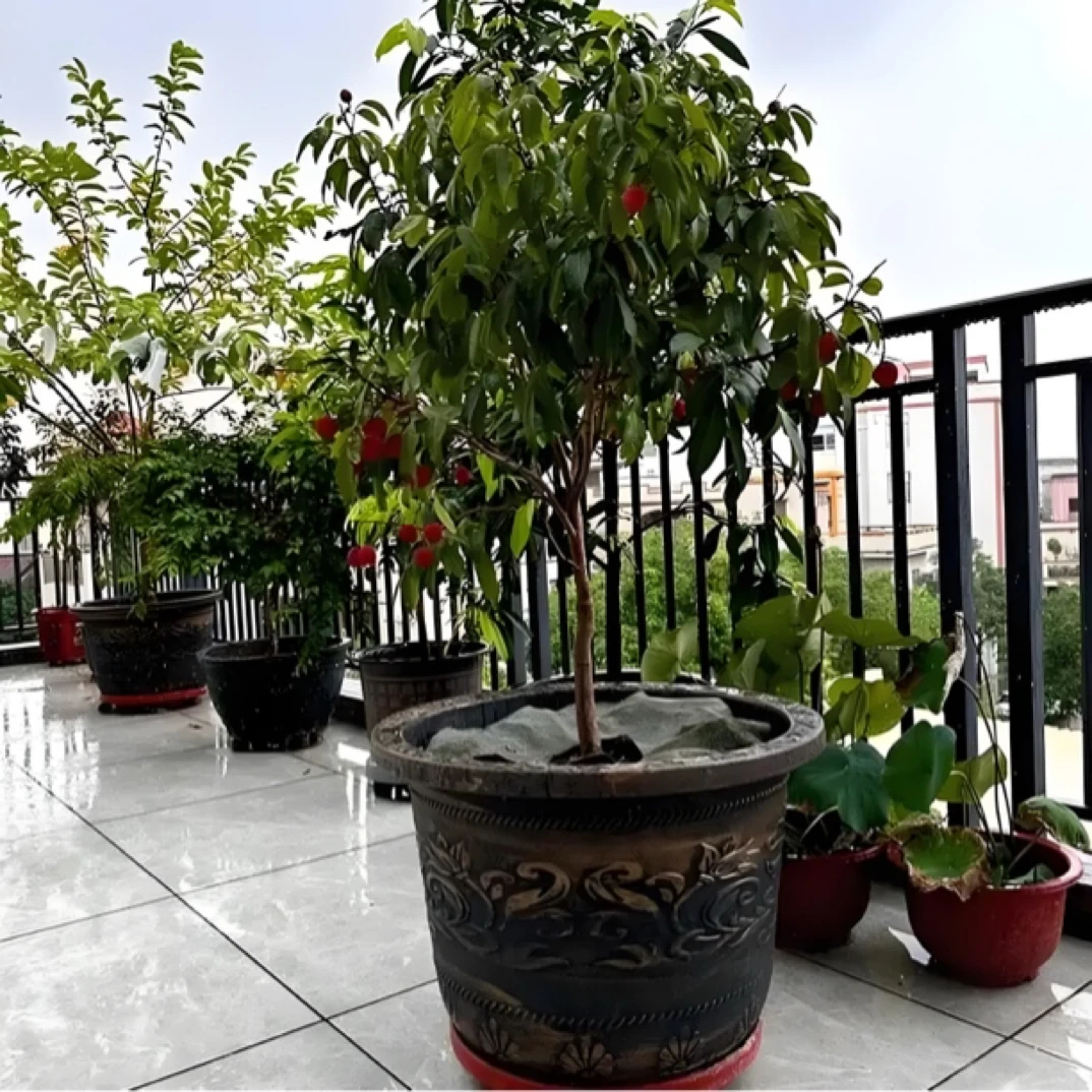 【东荔王】晚香玉嫁接苗盆栽包邮