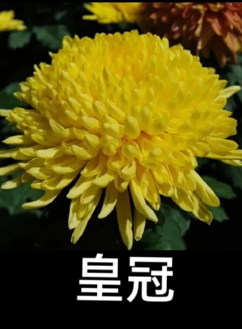 【皇冠】九月大菊花 多年生 富贵菊 牡丹菊