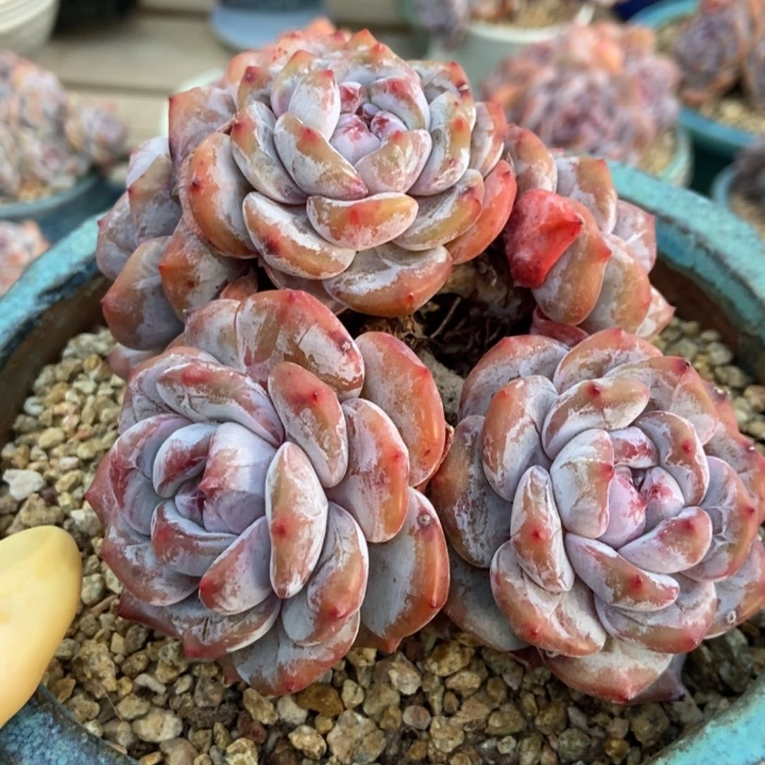 五头精控短肥圆包脸