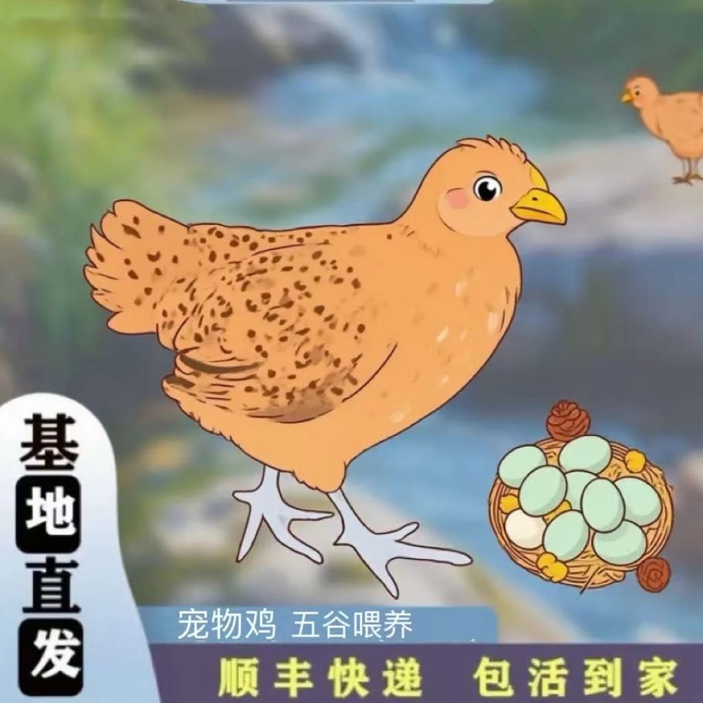 活体长尾鸡一斤左右宠物鸡公母搭配
