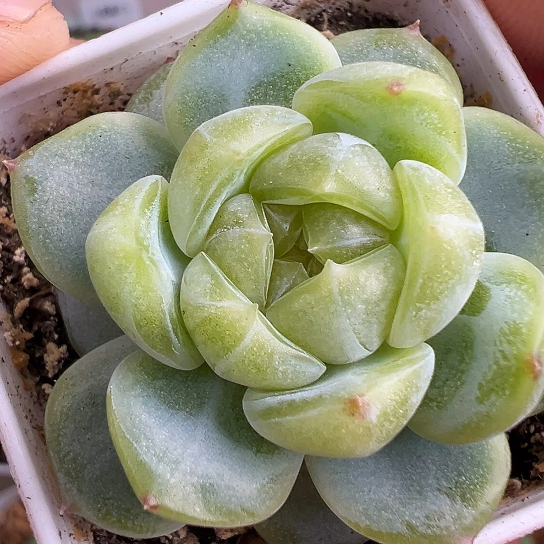 圣诞福利 财富密码