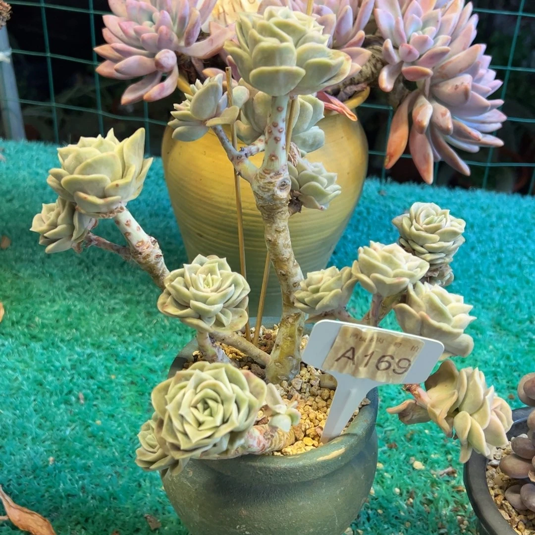 可爱玫瑰，，，，，，，，，，，，，，，