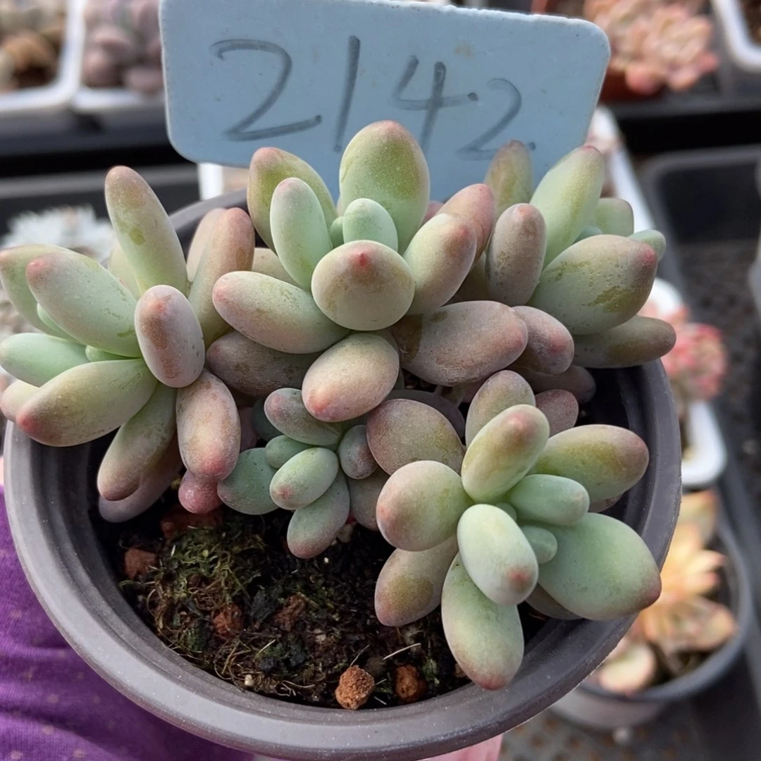 2142苹果奶多肉植物保护