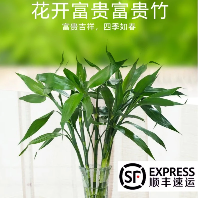 花开富贵富贵竹家用水养竹子店用花卉绿植室内盆栽绿植 顺丰包邮