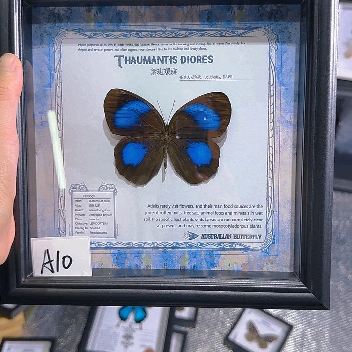 A10号蝴蝶标本专拍链接