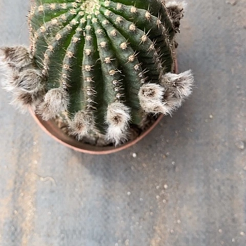 黑猴仙人球256788