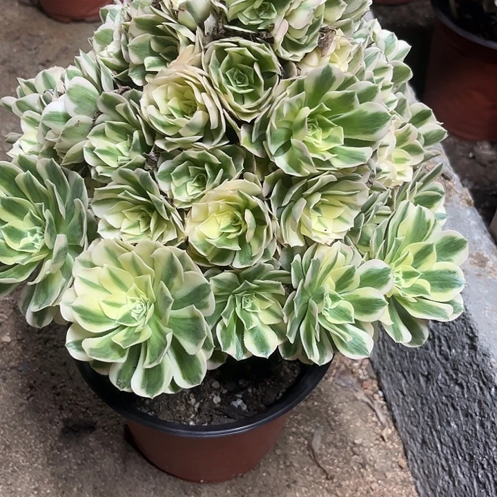 多肉植物迈巴赫锦……